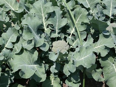 Brassica oleracea var. botrytis cv. Subaru