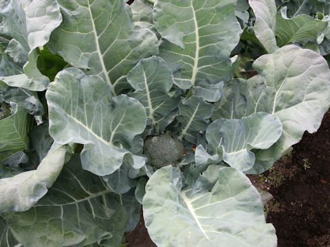 Brassica oleracea var. botrytis cv. Yume-hibiki