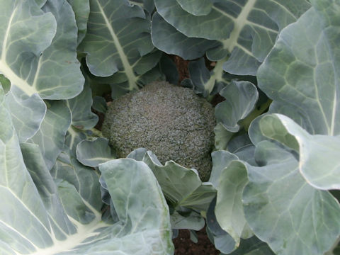 Brassica oleracea var. botrytis cv. Yume-hibiki