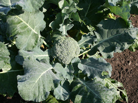 Brassica oleracea var. botrytis cv. Sumer Dome