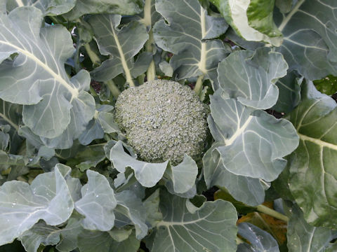 Brassica oleracea var. botrytis cv. Subaru