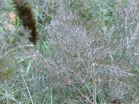 Foeniculum vulgare cv. Rubrum
