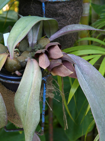 Bulbophyllum hashimotoi