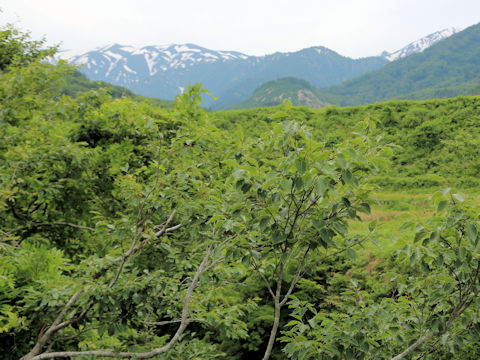 Fagus crenata