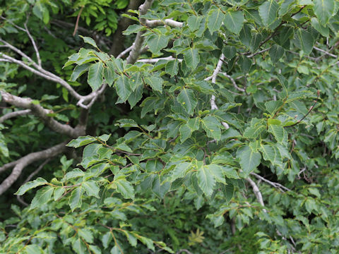 Fagus crenata