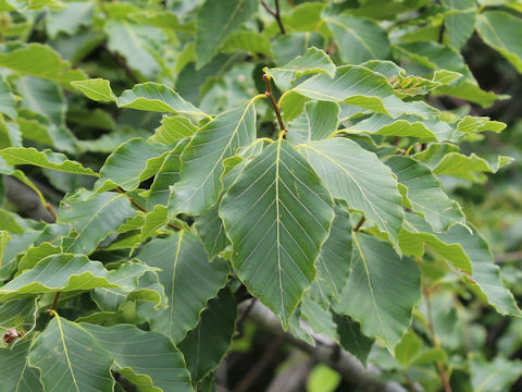 Fagus crenata