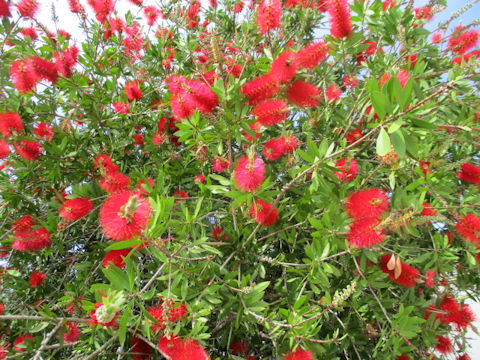 Callistemon speciosus