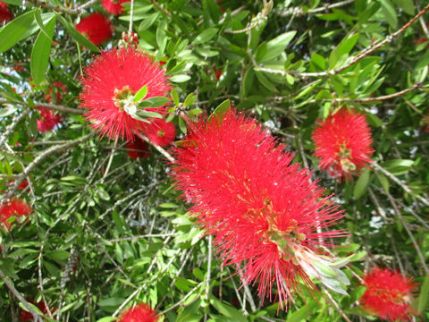 Callistemon speciosus