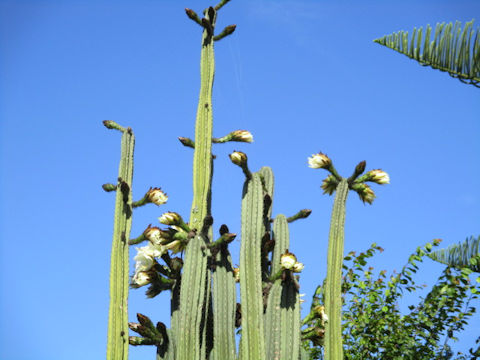 Pachycereus pringlei