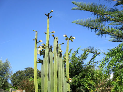 Pachycereus pringlei