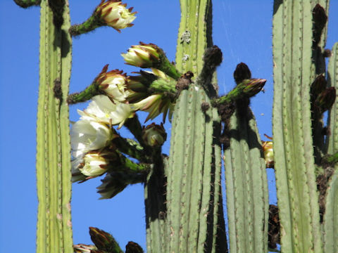 Pachycereus pringlei