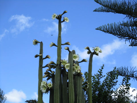 Pachycereus pringlei