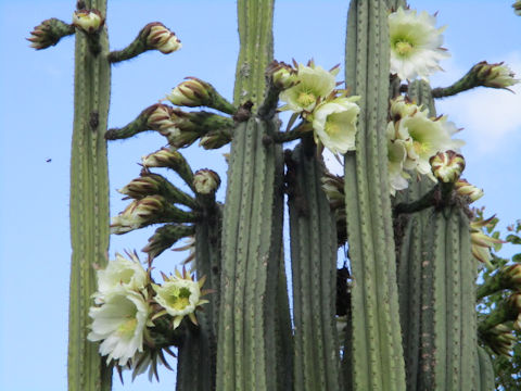 Pachycereus pringlei