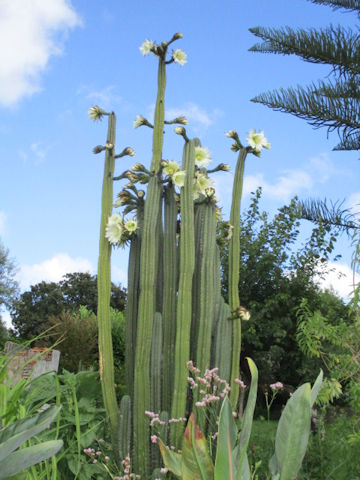 Pachycereus pringlei