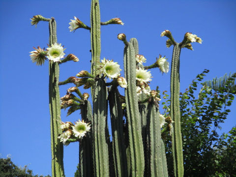 Pachycereus pringlei