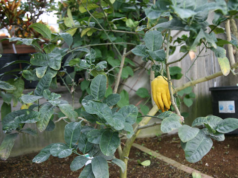 Citrus medica var. sarcodactylis