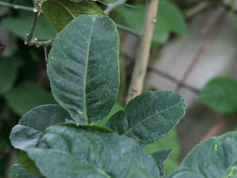 Citrus medica var. sarcodactylis