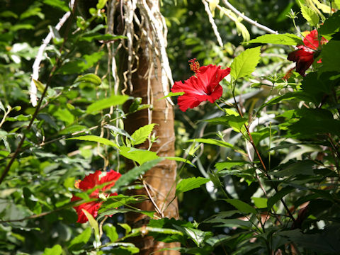 Hibiscus rosa-sinensis