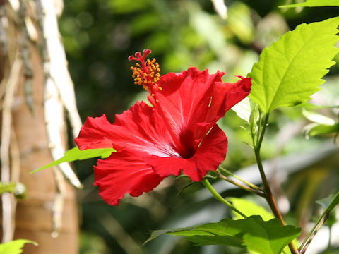 Hibiscus rosa-sinensis