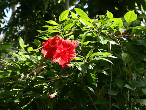 Hibiscus rosa-sinensis