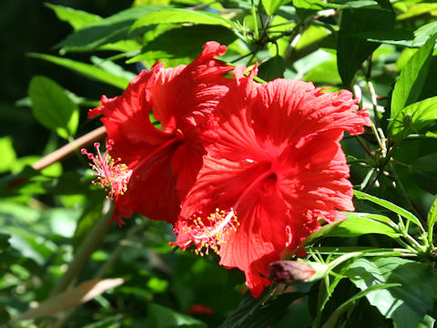 Hibiscus rosa-sinensis