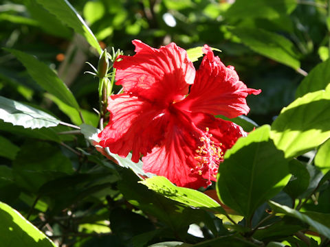 Hibiscus rosa-sinensis
