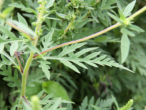 Ambrosia artemisiifolia var. elatior