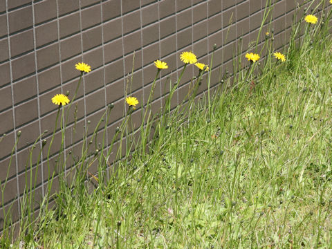 Hypochaeris radicata