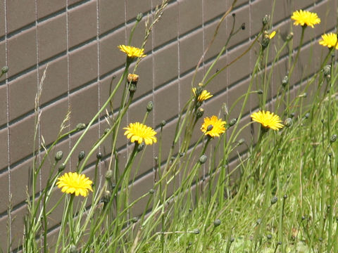 Hypochaeris radicata