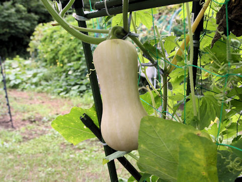 Cucurbita moschata cv. Butternut