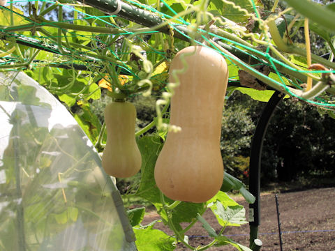 Cucurbita moschata cv. Butternut