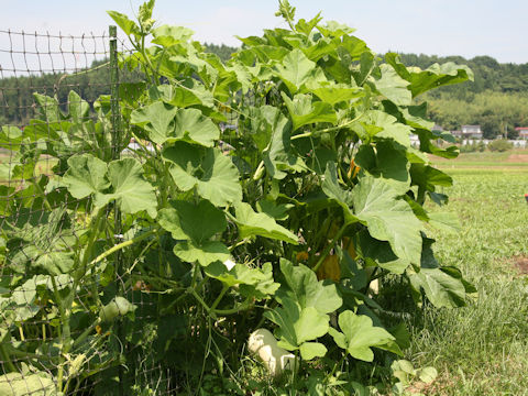 Cucurbita moschata cv. Butternut