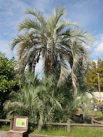 Butia capitata
