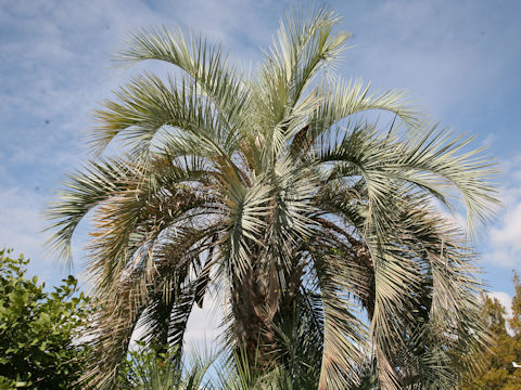 Butia capitata