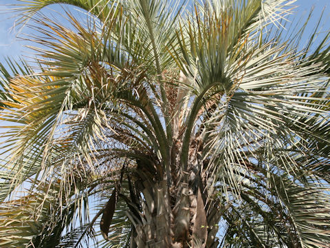 Butia capitata