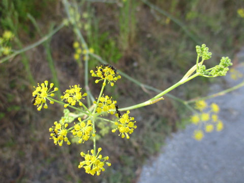 Foeniculum vulgare