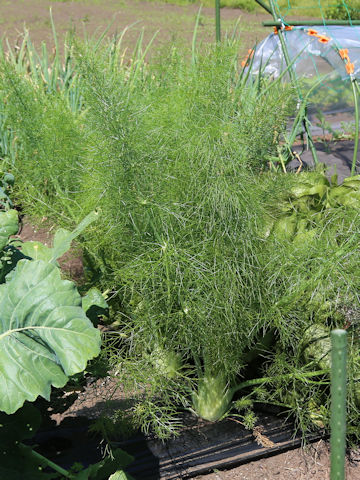 Foeniculum vulgare