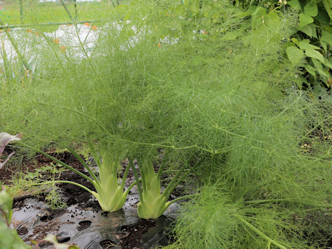 Foeniculum vulgare