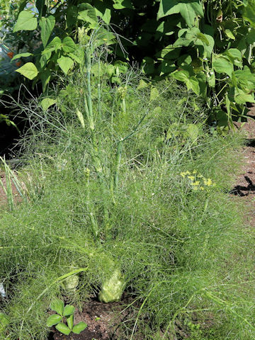Foeniculum vulgare