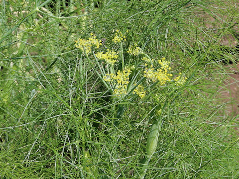 Foeniculum vulgare