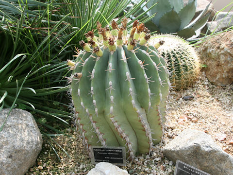 Ferocactus alamosanus