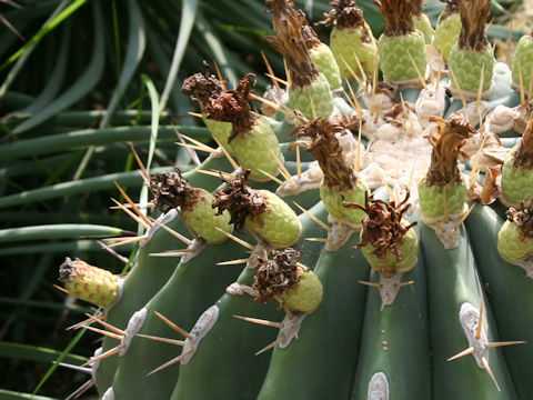 Ferocactus alamosanus