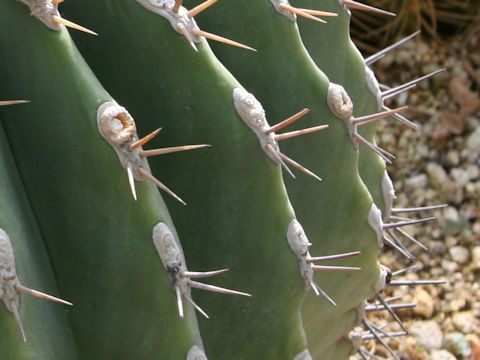 Ferocactus alamosanus
