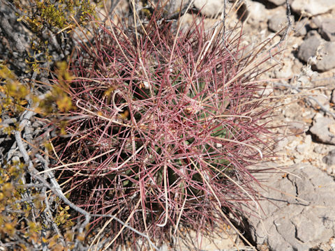 Ferocactus hamatacanthus