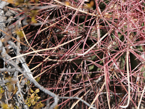 Ferocactus hamatacanthus