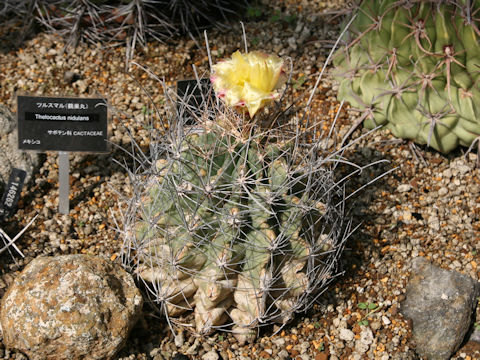 Ferocactus hamatacanthus