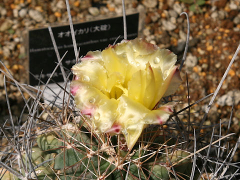 Ferocactus hamatacanthus