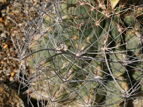 Ferocactus hamatacanthus