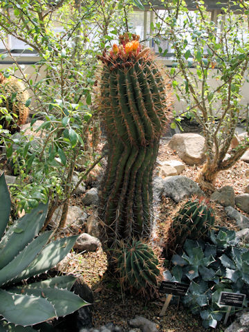 Ferocactus pilosus