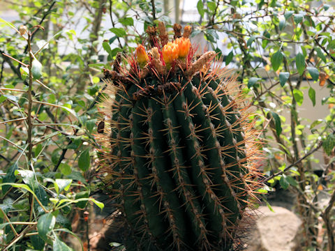 Ferocactus pilosus